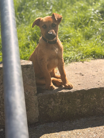 German shepherd cross