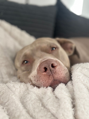 5 Year old staffordshire bull terrier