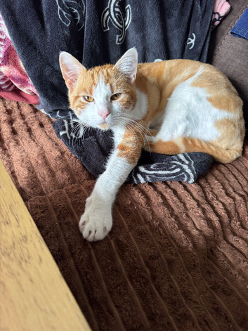 Ginger boy 8months old