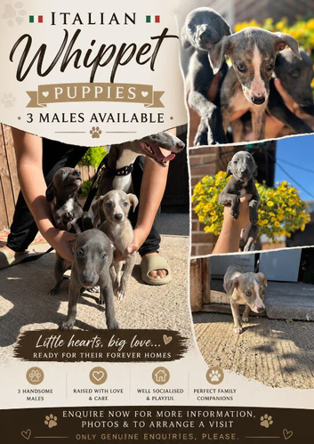 ITALIAN WHIPPET PUPPIES &ndash; 3 BEAUTIFUL BOYS AVAILABLE