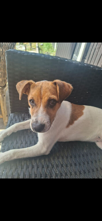 Parsons x Wenlock Jack Russell pup bitch