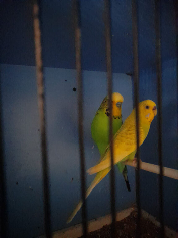 Breeding pair of budgies