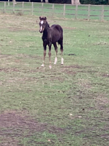 Hoys Potential 143 SHP Colt