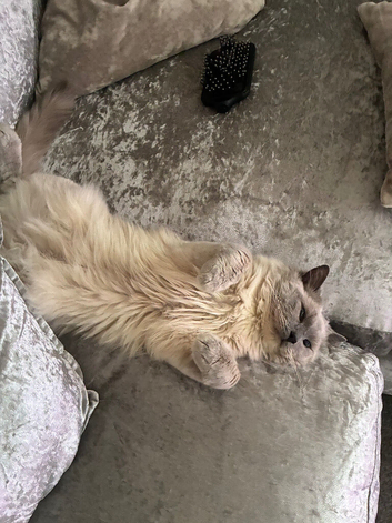 Cloudy the ragdoll