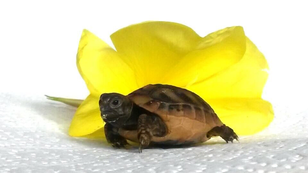 Herman hatchlings