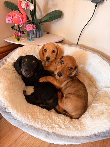 READY TO GO  Beautiful Mini Dachshund Puppies