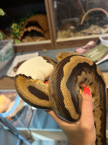 Pied adult male