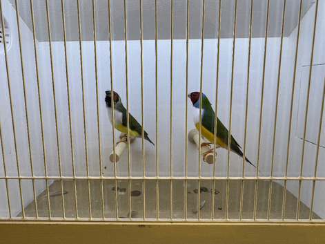 Pair of Gouldian Finches For Sale