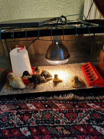 5 beautiful call ducks unsexed.