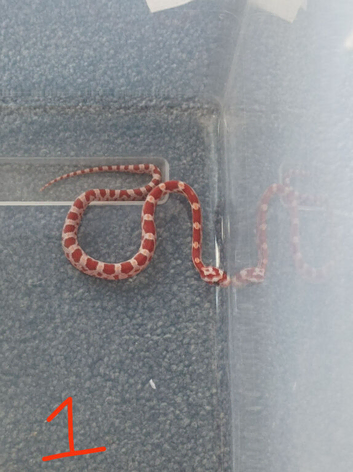 Baby corn snakes for sale