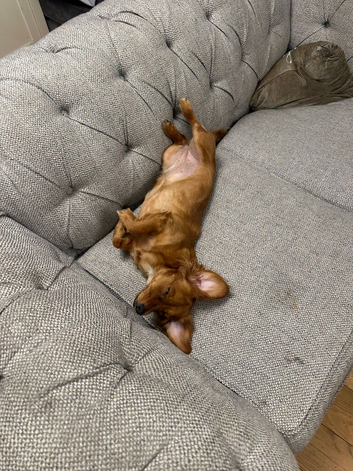 1 year old dachshund x Pomeranian x Jack Russell