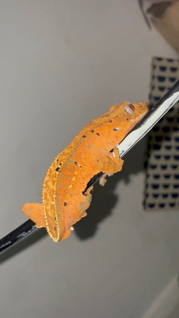 Juvenile crested gecko