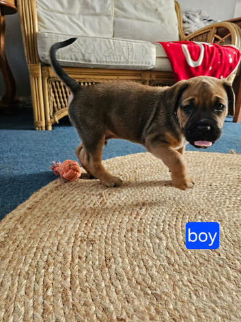 Cane corso cross Alsatian puppy's
