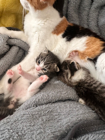 NO LONGER FOR SALE - Gorgeous Boy Bicolour Kitten &pound;39