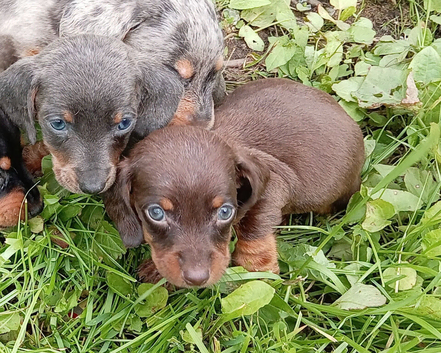 Miniature Dachshunds puppies last boys left pie ball and blue
