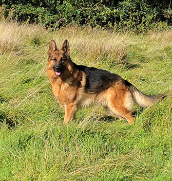 Male gsd for stud