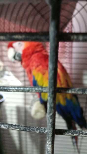 Female scarlet macaw and cage