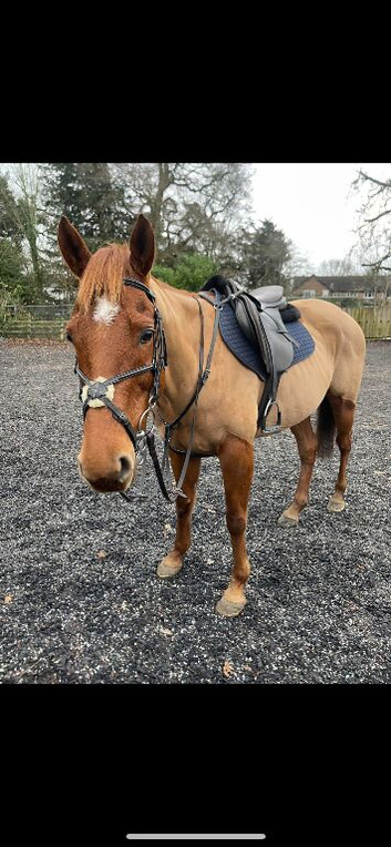 DIY STABLE AVAILABLE