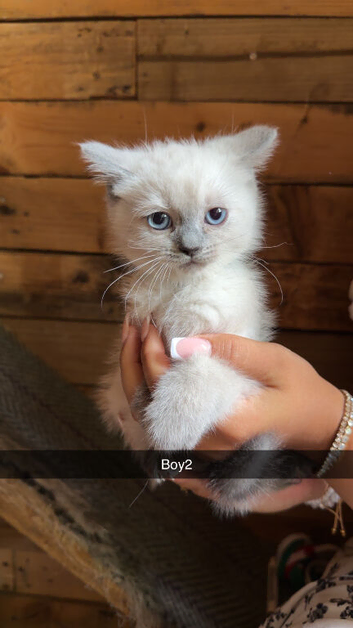 7 ragdoll kittens