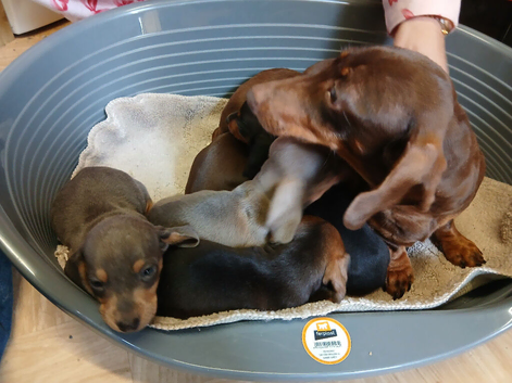 Miniature dachshund 8wks