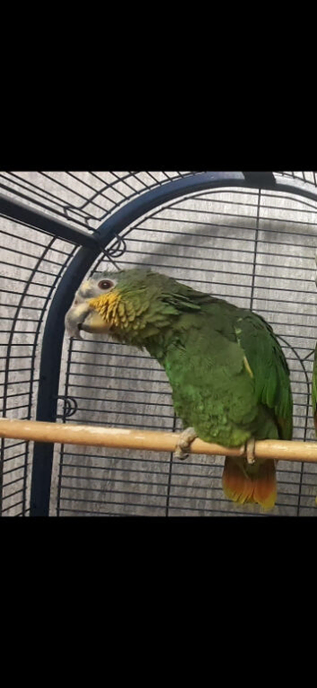 Amazon parrot male.