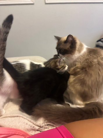 Ragdoll cross kittens