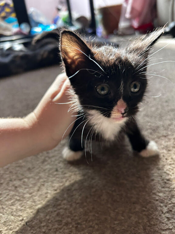 Kittens