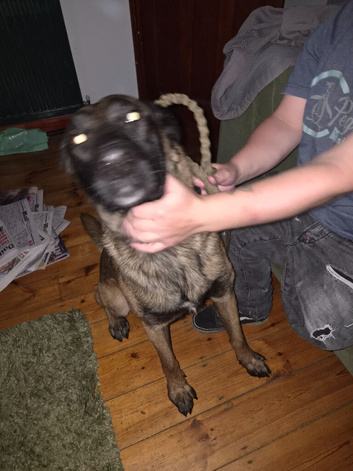 Mixed breed male