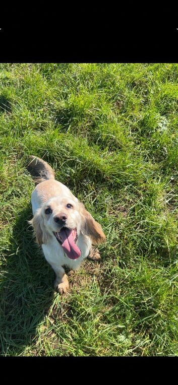 2year old cocker spaniel