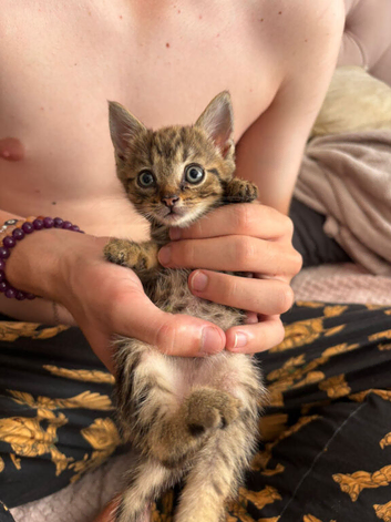 Beautiful 10 week old tabby
