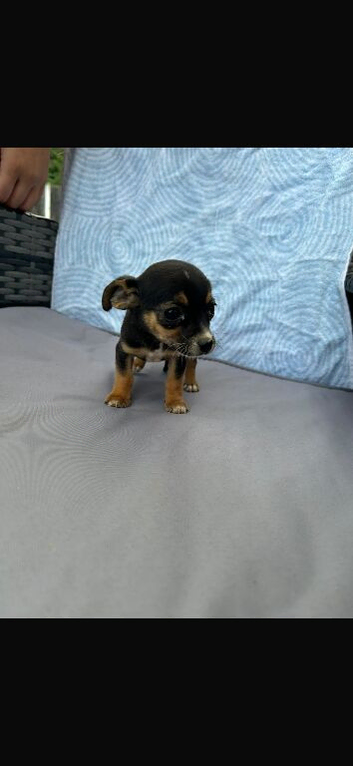 Dachshund/Jack Russell