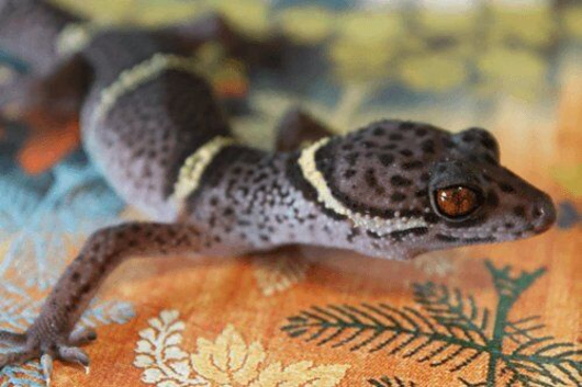 Female Cave Gecko