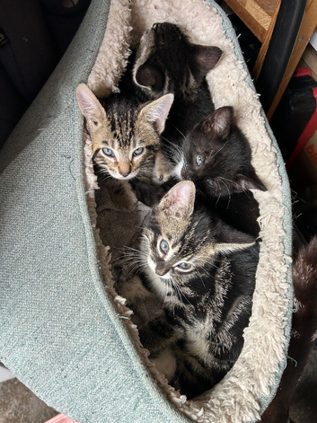 Kittens for sale