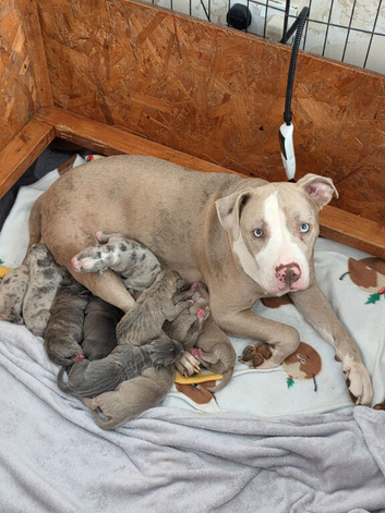 Staffy x American bulldog