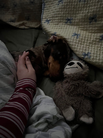 Miniature dachshund names hazel