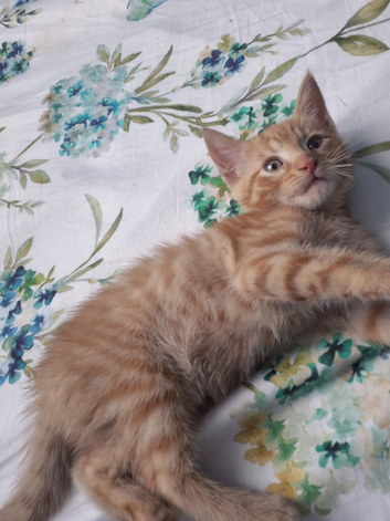 3 ginger kittens each 100 pounds
