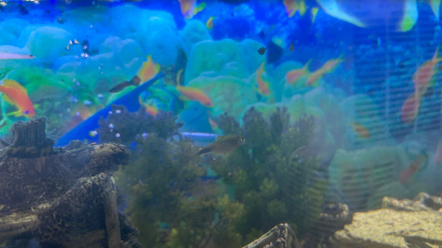 Fish tank and fish for sale