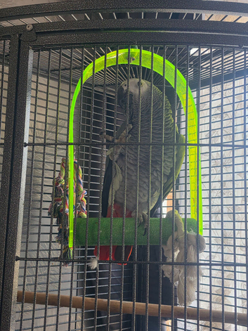 We have a african grey