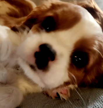 Four Beautiful Blenheim Cavalier King Charles Spaniel Puppies