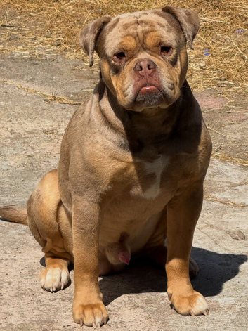 Old English Bulldogs