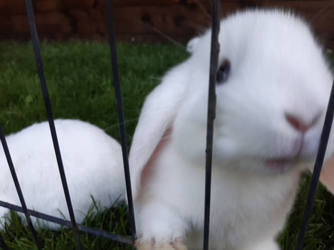 Mini Lops for sale