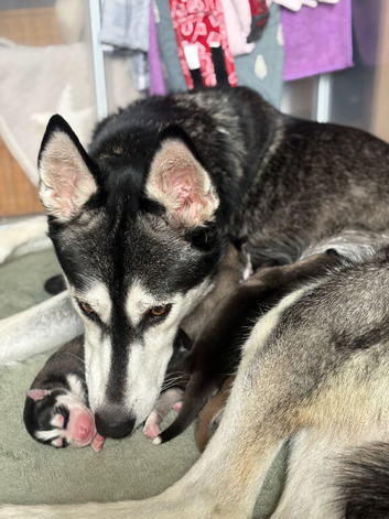 Adorable Siberian Huskies