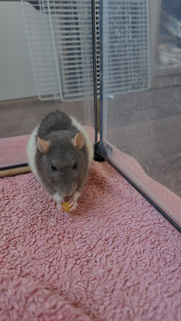 Group of 5 female rats