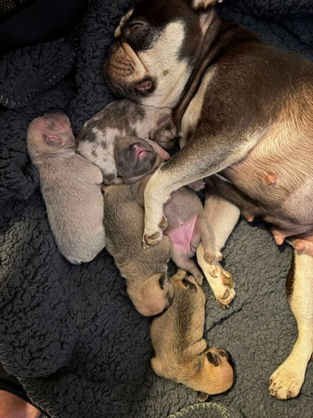 4 female french bulldogs puppies