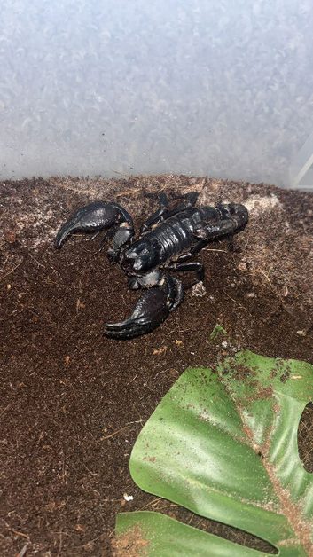 4 Scorpions Available