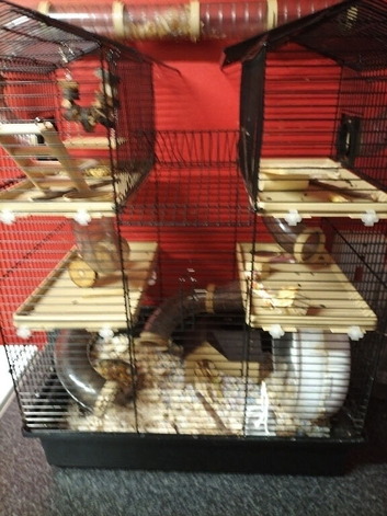 Hamster with Cage