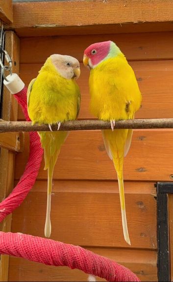 Dilute plumhead parrot pair for sale