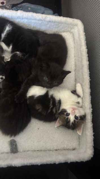 Tabby Fluffy kittens