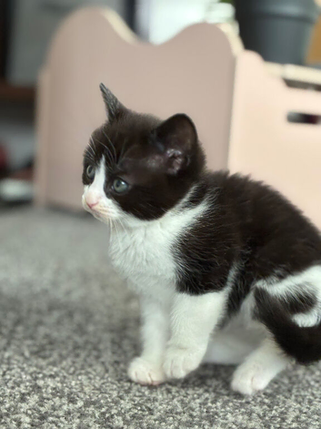 Kittens