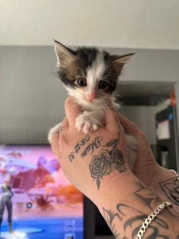 Beautiful Playful Kittens Looking For Forever Homes